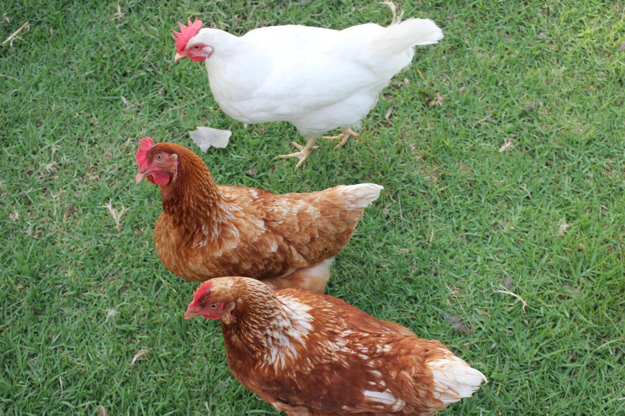 Bryn Glas Farm Stay Moruya Bagian luar foto