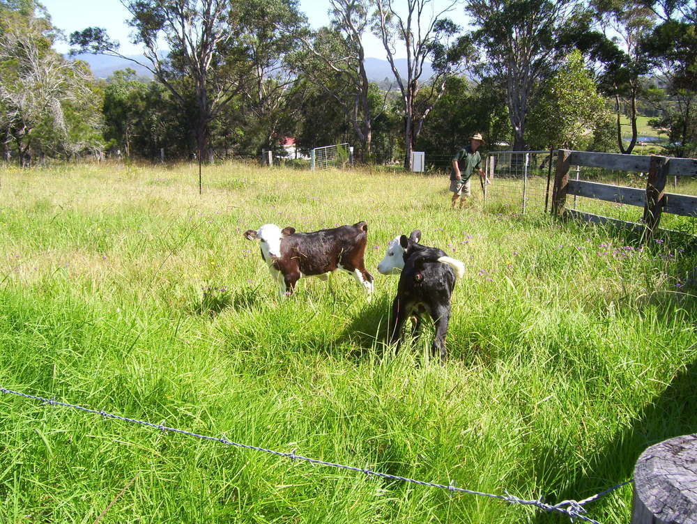 Bryn Glas Farm Stay Moruya Bagian luar foto