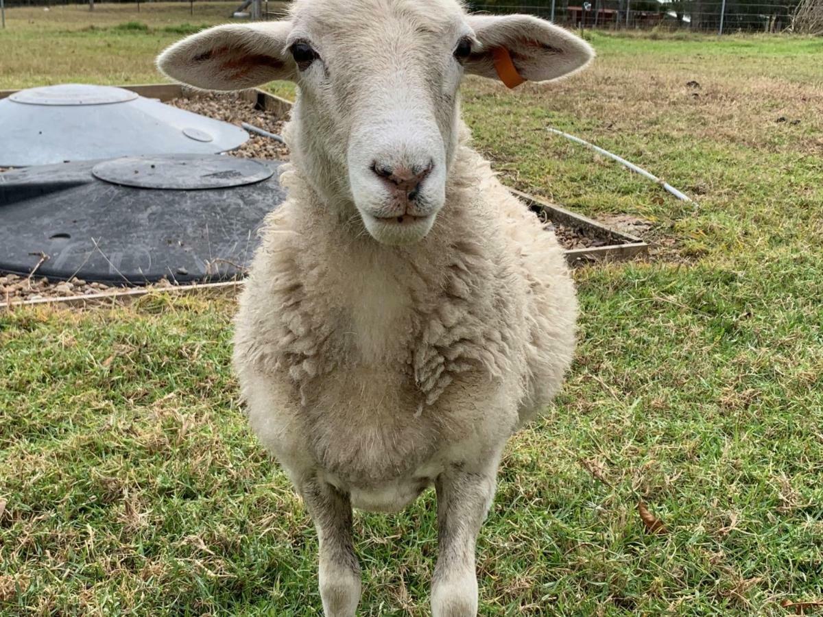 Bryn Glas Farm Stay Moruya Bagian luar foto