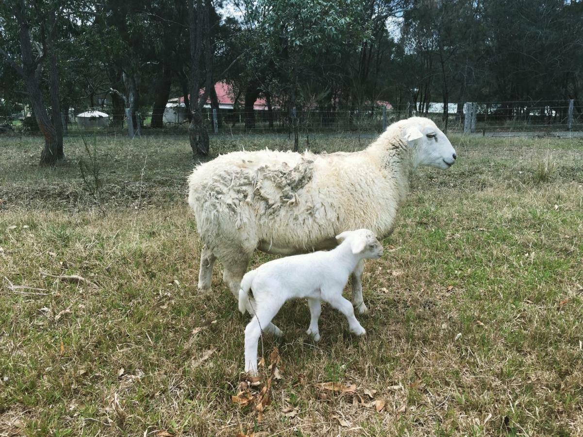 Bryn Glas Farm Stay Moruya Bagian luar foto